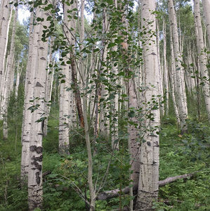 Meet your Posher, Gail